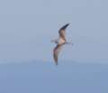 Cook's Petrel